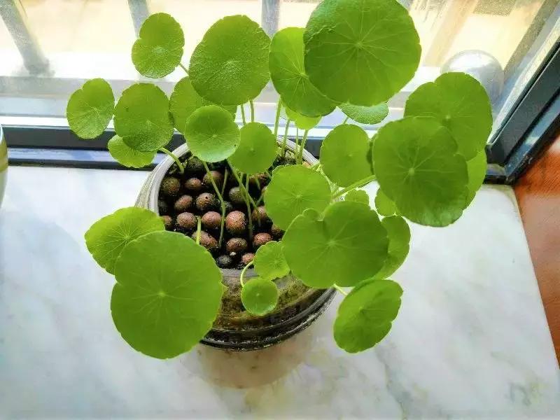 揪片叶子丢水里，呼啦啦长出一大片，开花了忒漂亮！