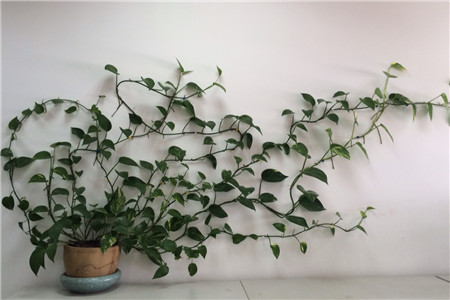 绿萝长高了怎么摆放,绿萝长高了中间的棍子短了怎么办