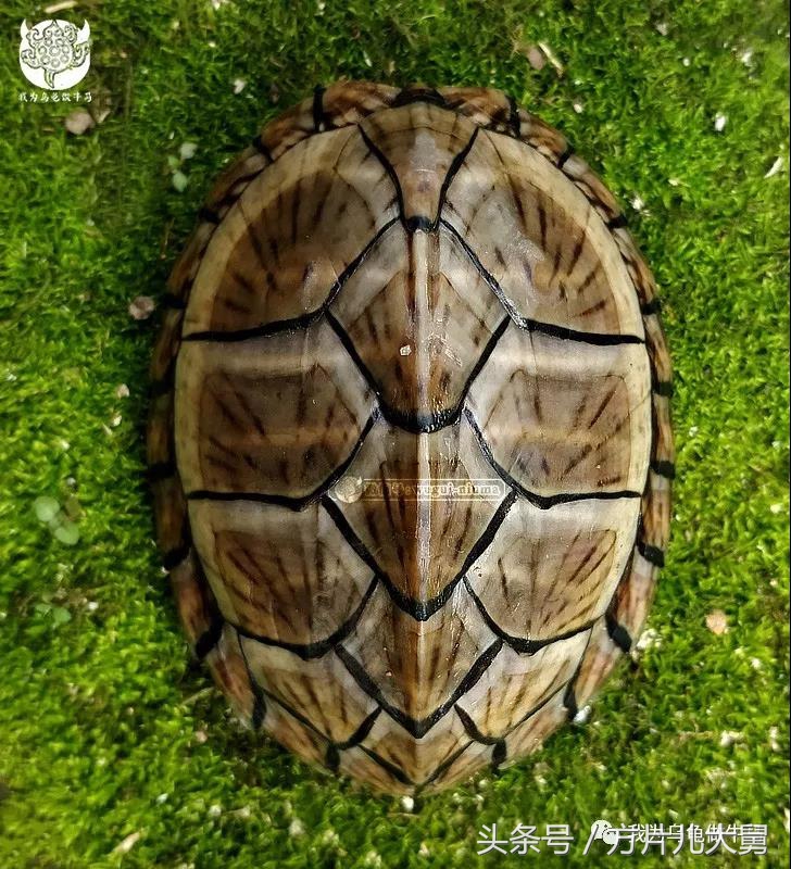 美文欣赏—头有斑、壳有纹、不加温、体型小，还不贵，它就是剃刀