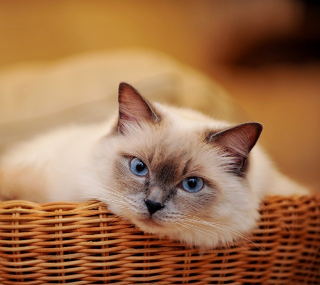 猫咪毛色的改变方法是什么,怎样从猫咪的毛发颜色辨认其性