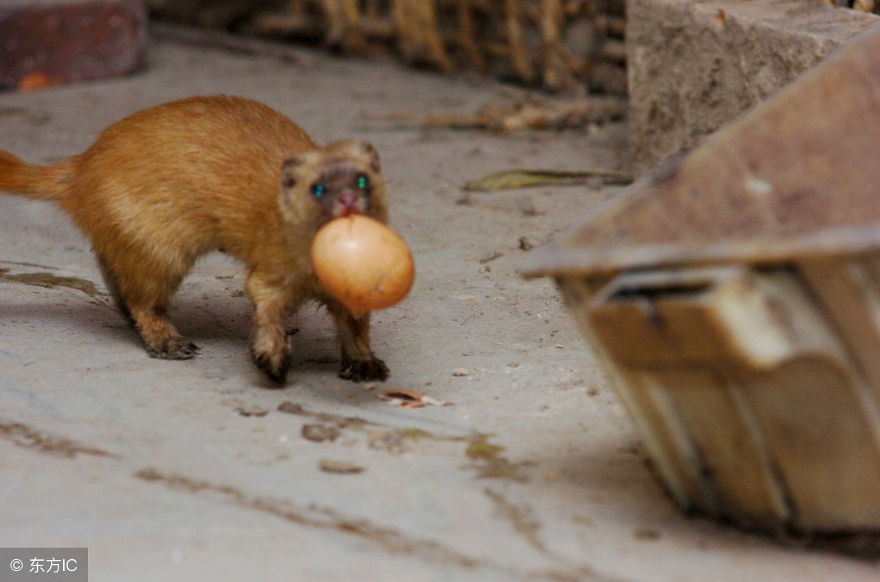 农村老人说：这些东西很有灵气，见到后不可打杀，否则招致灾祸