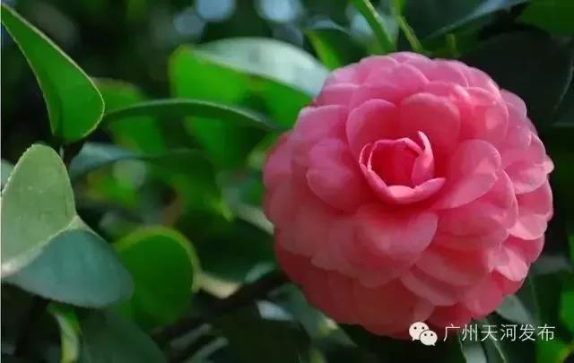 滚蛋吧,春困君!广东这些花花世界让你秒变龙马精神!