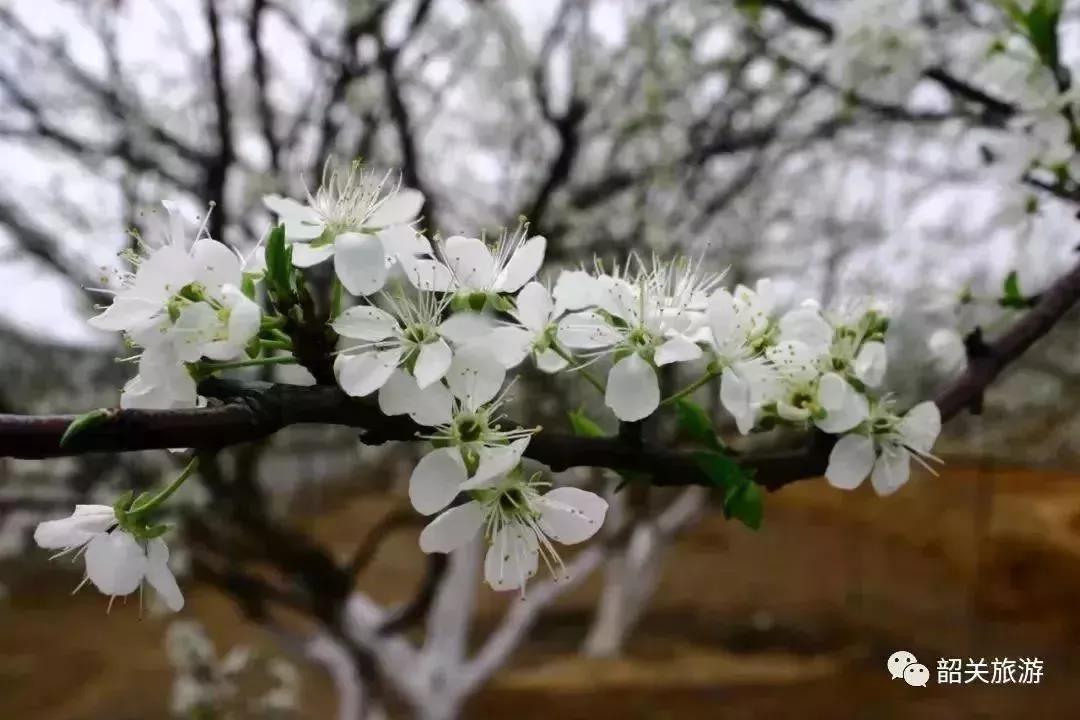 滚蛋吧,春困君!广东这些花花世界让你秒变龙马精神!