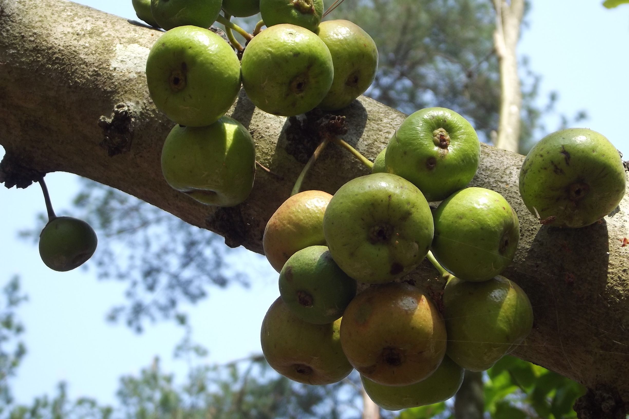野生奇异果种植技术,四川野果100种大全