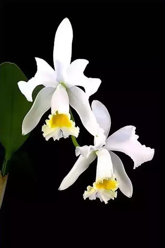 几十种漂亮又特别的兰花邀您共赏,一花一草一世界精品兰花欣赏