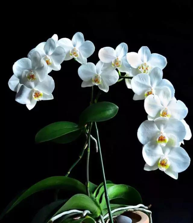 精品兰花欣赏一花一草一世界,100种最美兰花大饱眼福邀君共赏