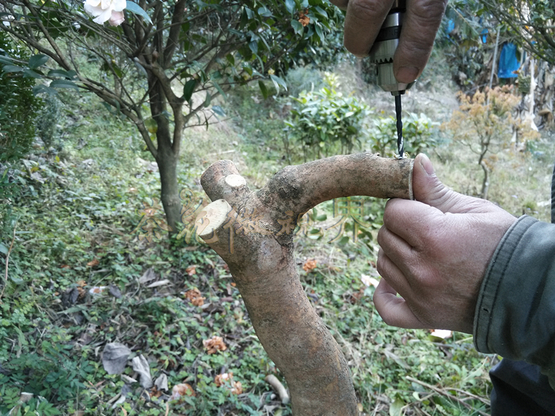 茶花嫁接技术图解大全集,茶花不去头腹接嫁接法
