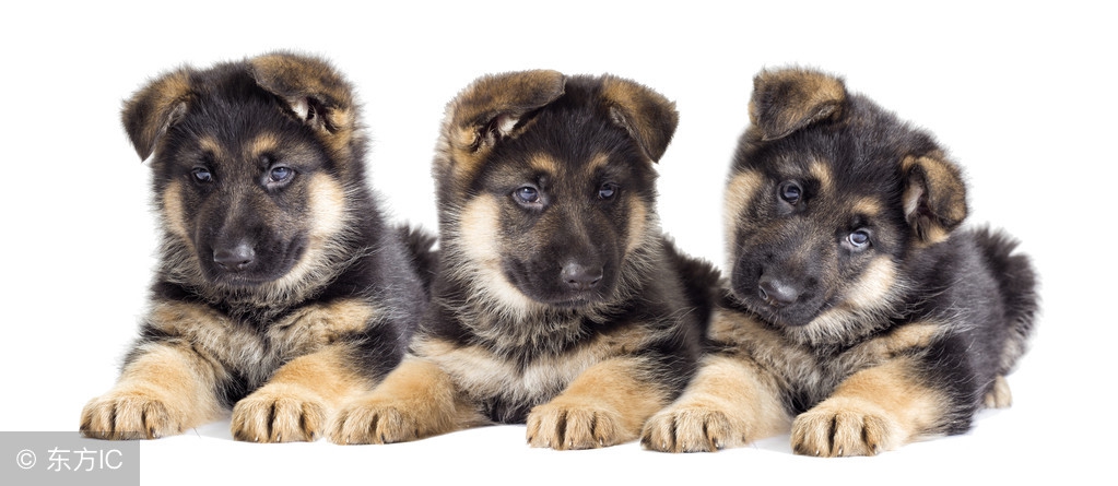 如果德牧是退役军犬的话可以养吗,退役军人训犬视频教程