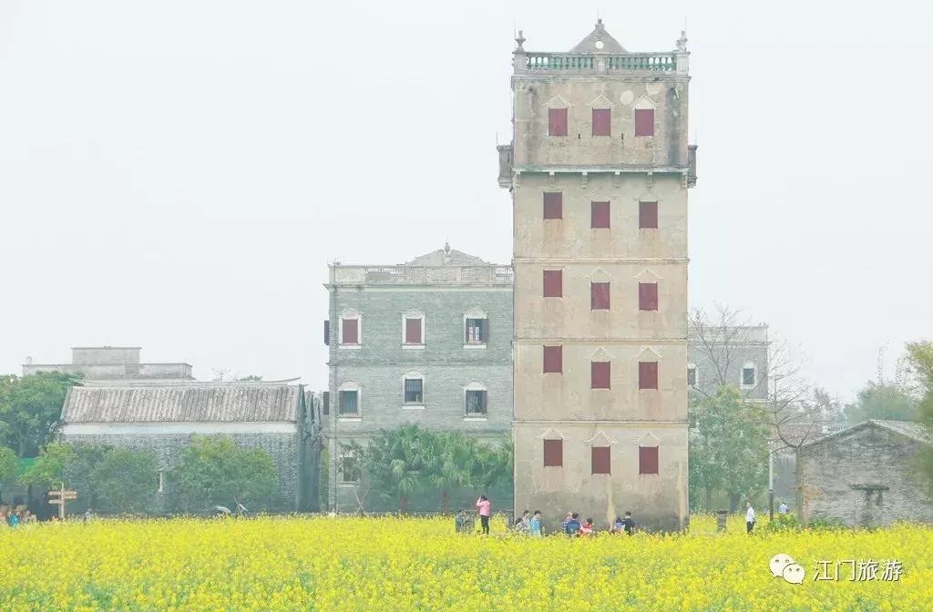佛山南海赏油菜花,佛山南海油菜花田旅游景点