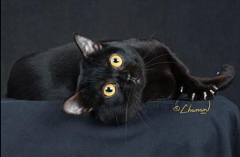 喵星人的3种类型,喵星人类型对照表