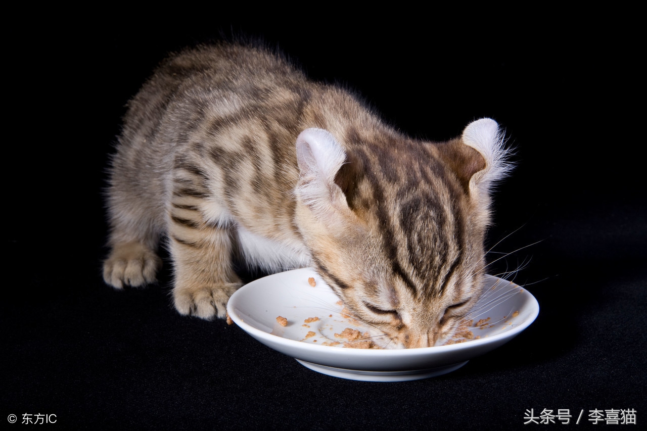 猫咪严重挑食不吃饭怎么办,猫咪挑食不吃猫粮不吃鸡蛋馒头