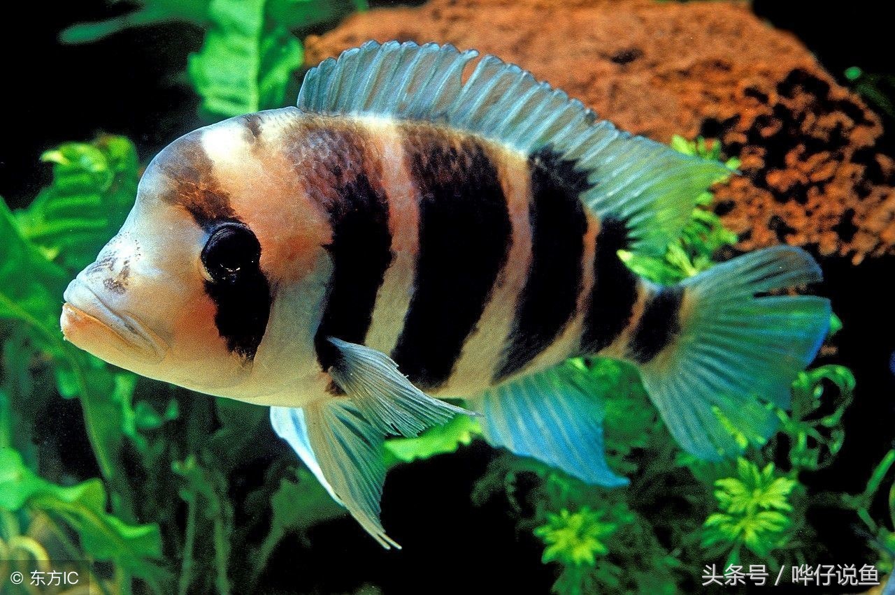 海水鱼缸新手入门观赏鱼,教你养观赏鱼视频