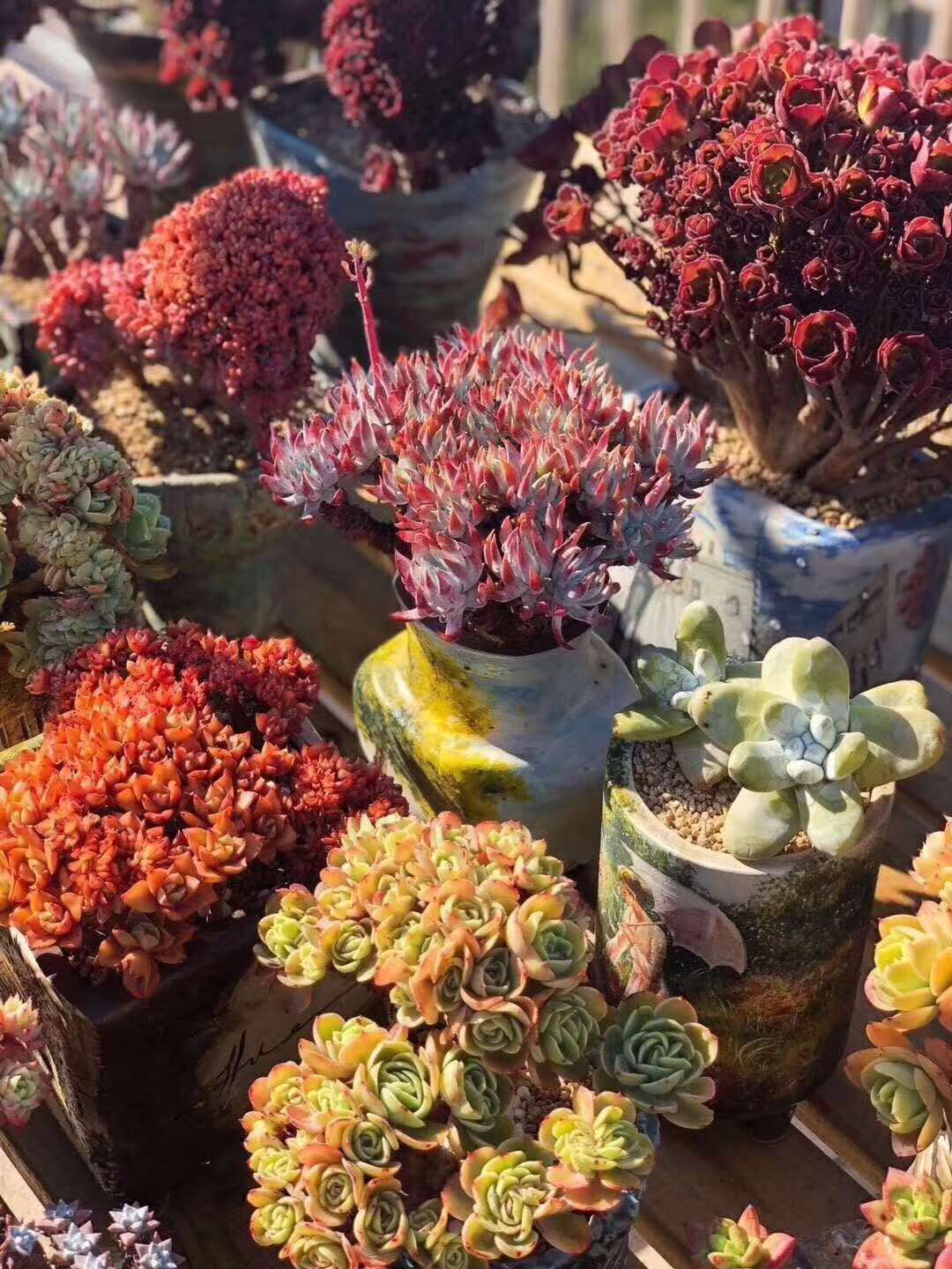 推荐新手养的多肉植物,多肉植物养殖方法新手如何浇水