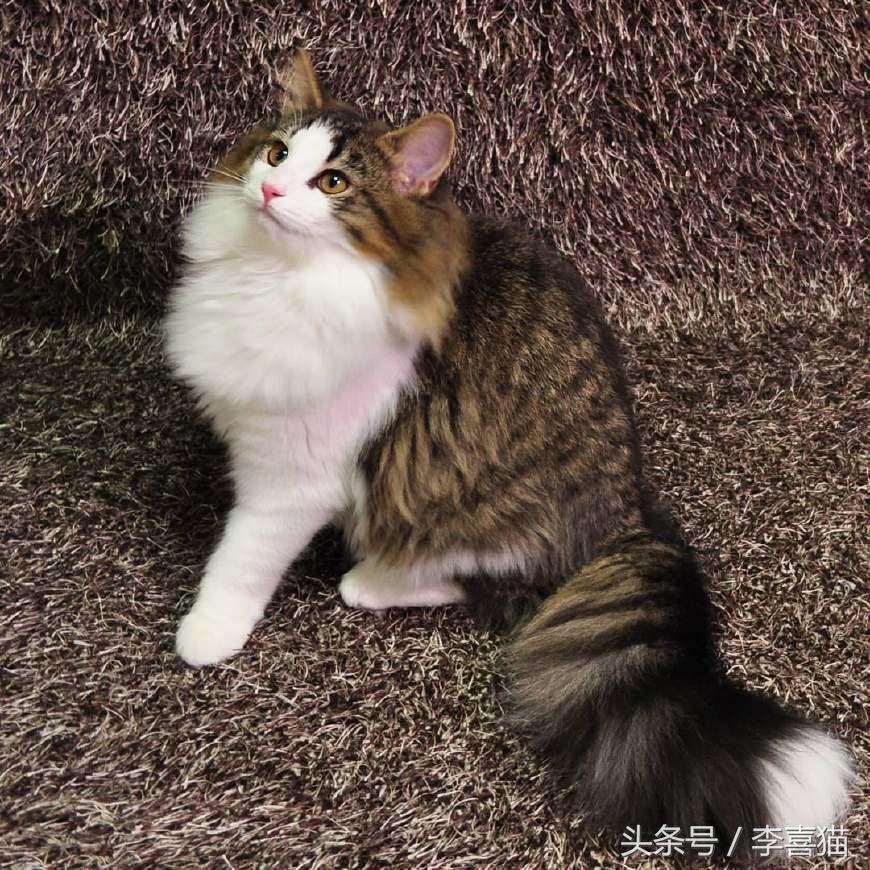 最会撩的挪威森林猫,高贵优雅灵动自然挪威森林猫