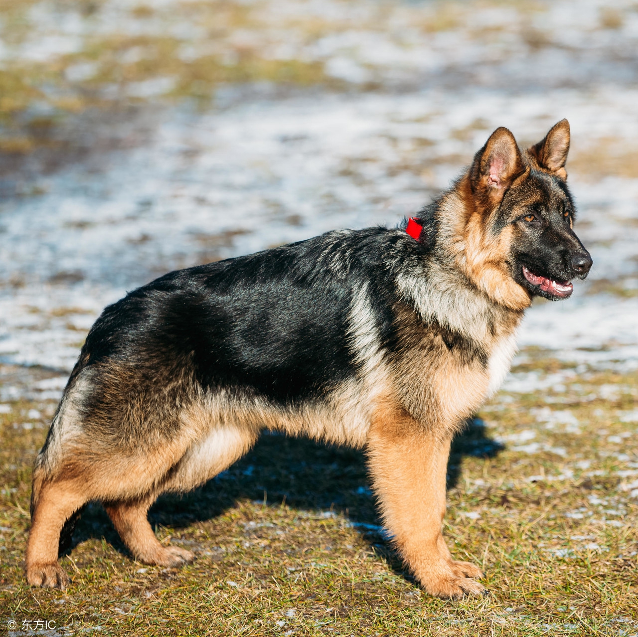 如果德牧是退役军犬的话可以养吗,退役军人训犬视频教程