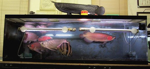 龙鱼翻鳃病怎么治疗,龙鱼如何快速退垢