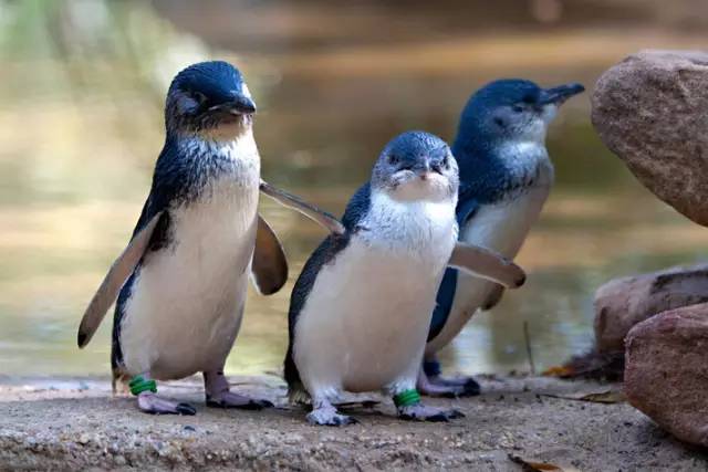 澳洲签证体检后多久签证可以获批,澳洲820签证转801签证需要多久