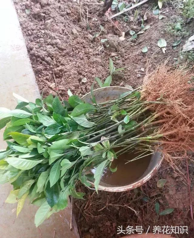 铁树的根全部烂了还能救活吗,发财树根烂了怎么救活有效