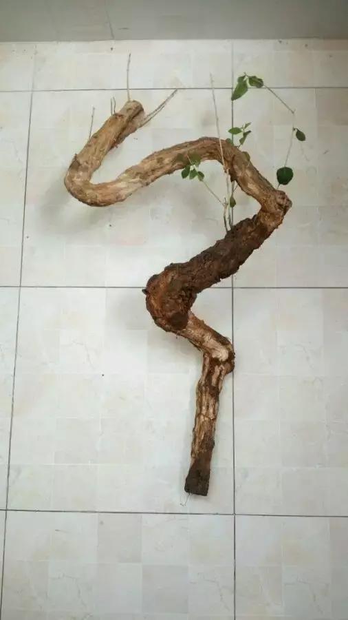 枸杞老根如何快速生根,怎样让枸杞老桩爆芽