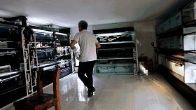 驯龙怎么让龙饿得快,如何让龙鱼改口吃饲料