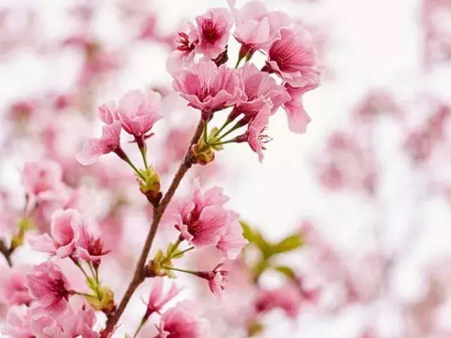 让人痴狂的伤感歌,让人痴狂诗句