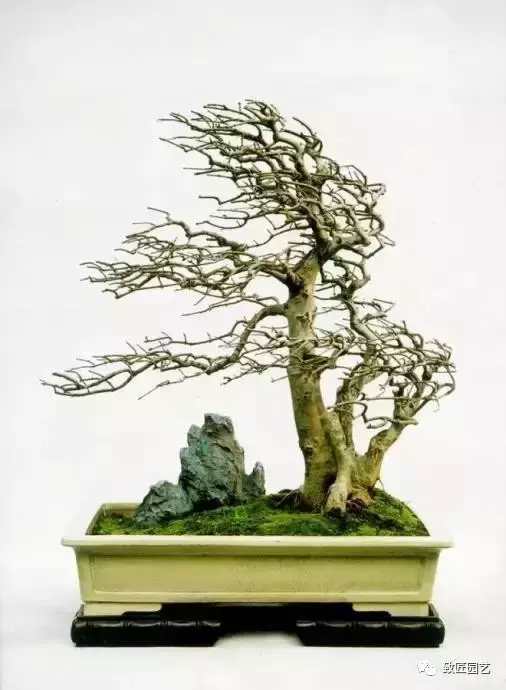 盆景欣赏难得一见的绝美盆景艺术,风萧萧兮易水寒草书