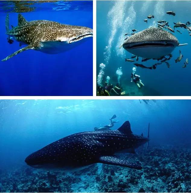 澳洲签证体检后多久签证可以获批,澳洲820签证转801签证需要多久