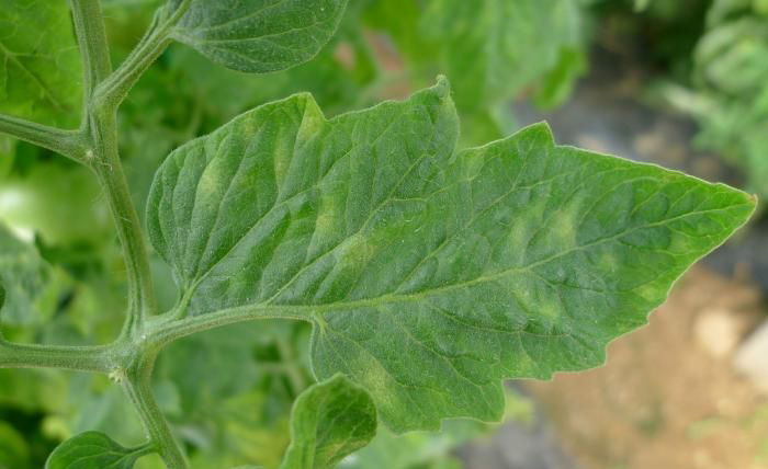 多抗霉素治疗番茄叶霉病吗,番茄叶霉病是真菌还是细菌