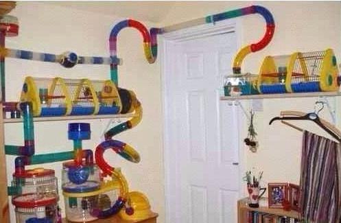 仓鼠虚弱无力被咬了怎么救,如何防止仓鼠咬笼子的方法