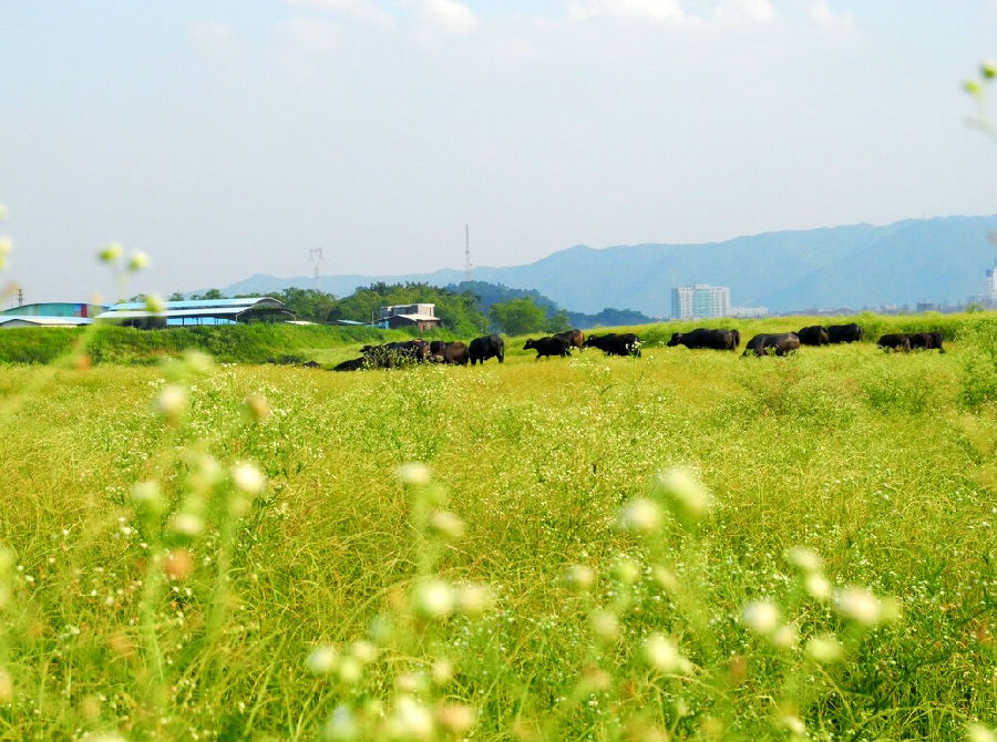 以前央视播出过的美食节目有哪些,tvb最新美食