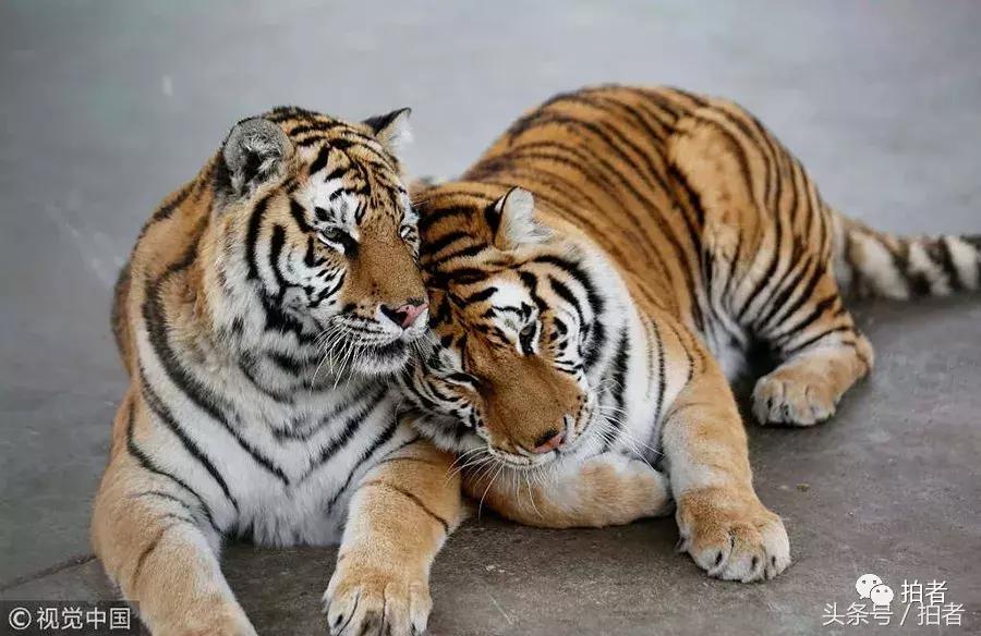 马布里退役仪式北京,马布里退役仪式视频