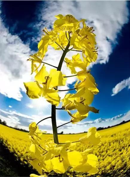 100种常年开花的植物,适合在家一年四季开花的植物