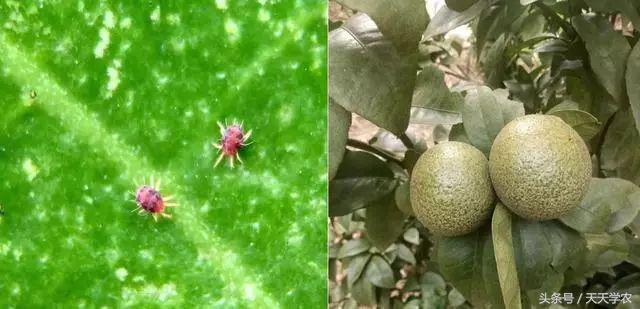 柑橘全年病虫害防治技术表,三月来了一年之计在于春