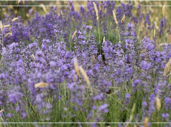 春季皮肤补水能不能去除闭口粉刺,春季皮肤泛红长闭口湿敷水