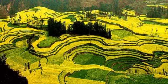 中国十大最美油菜花前十位,中国最美十大油菜花田排名