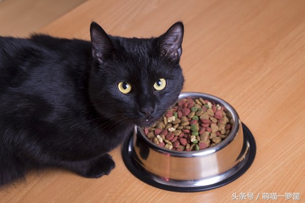 猫咪几天没吃饭了怎么办,猫咪一天没吃饭有问题吗
