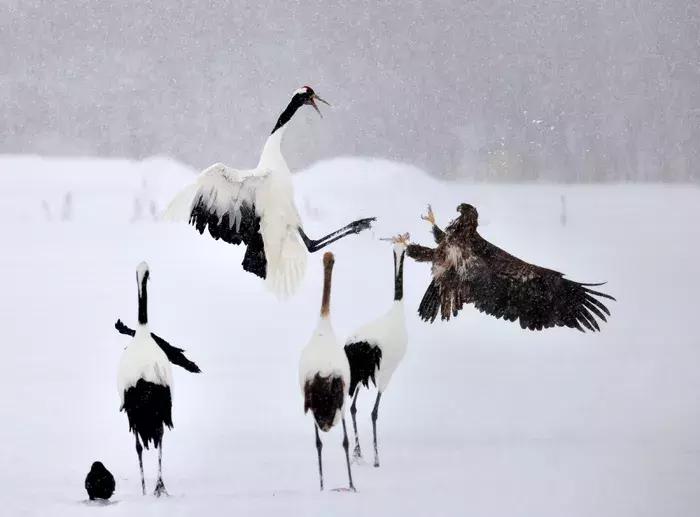 2018年全球华人摄影十杰,中国第18届国际摄影展入围作品