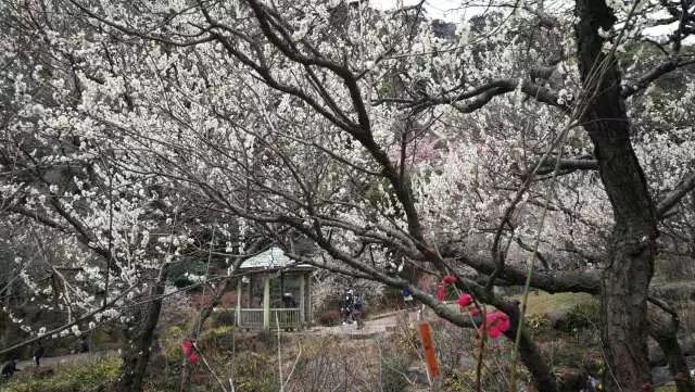 鏃ユ湰浜兘椋庢櫙宸濈搴锋垚,鏃ユ湰宸濈搴锋垚鍒濈鍥涙櫙
