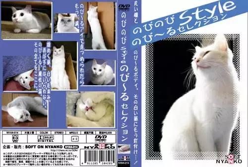 猫片大全及价格表,猫片是什么意思