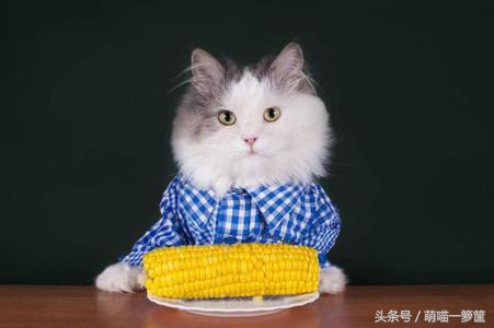 猫咪回老家不吃饭,猫咪几点吃饭最好