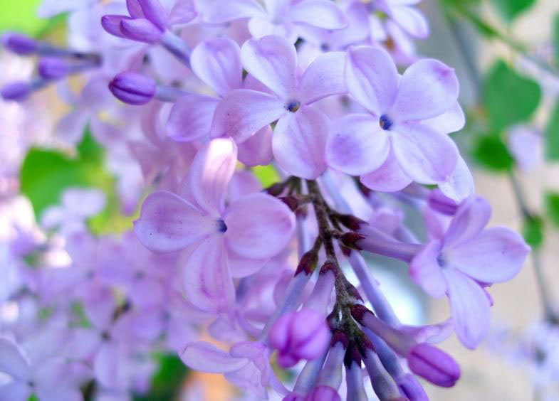 中国买不到的婚纱!Stelladelibero跳进花海的新娘,美到爆炸!