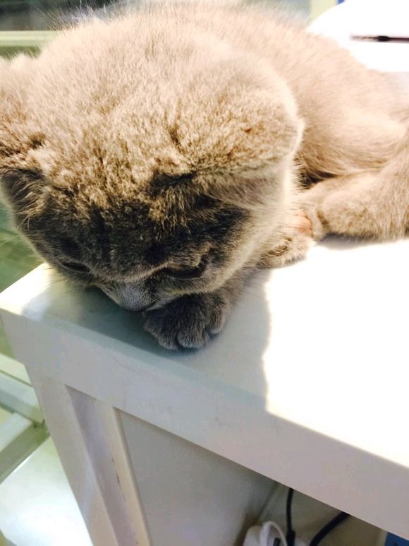 确诊猫传腹最佳方法,蓝猫知道要绝育对主人大喊大叫