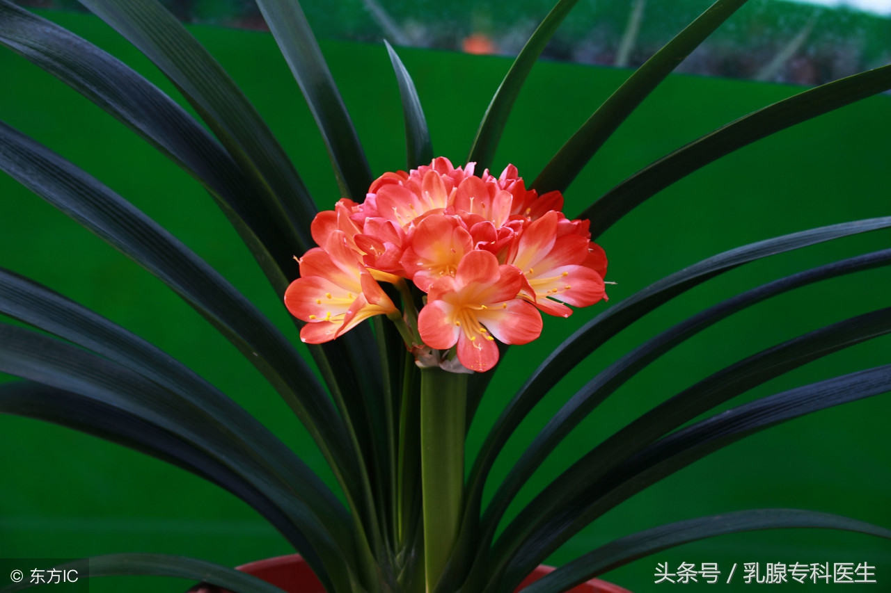 乳腺纤维瘤不切除会怎样,乳腺纤维瘤吃小金丸多久能见效