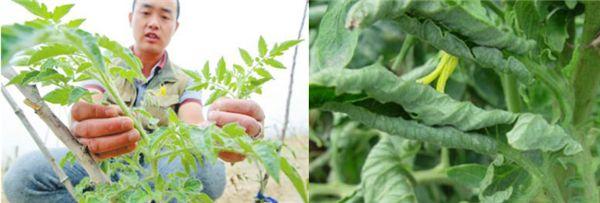 西红柿果实病害图谱大全及病名字,西红柿常见27种病害图片