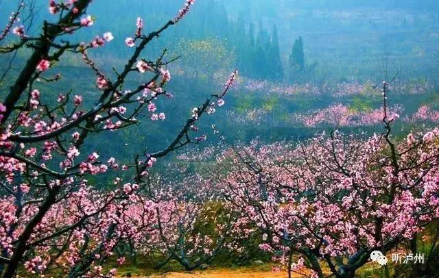 泸州春日赏花好去处,花开似海请收好泸州这份赏花秘籍