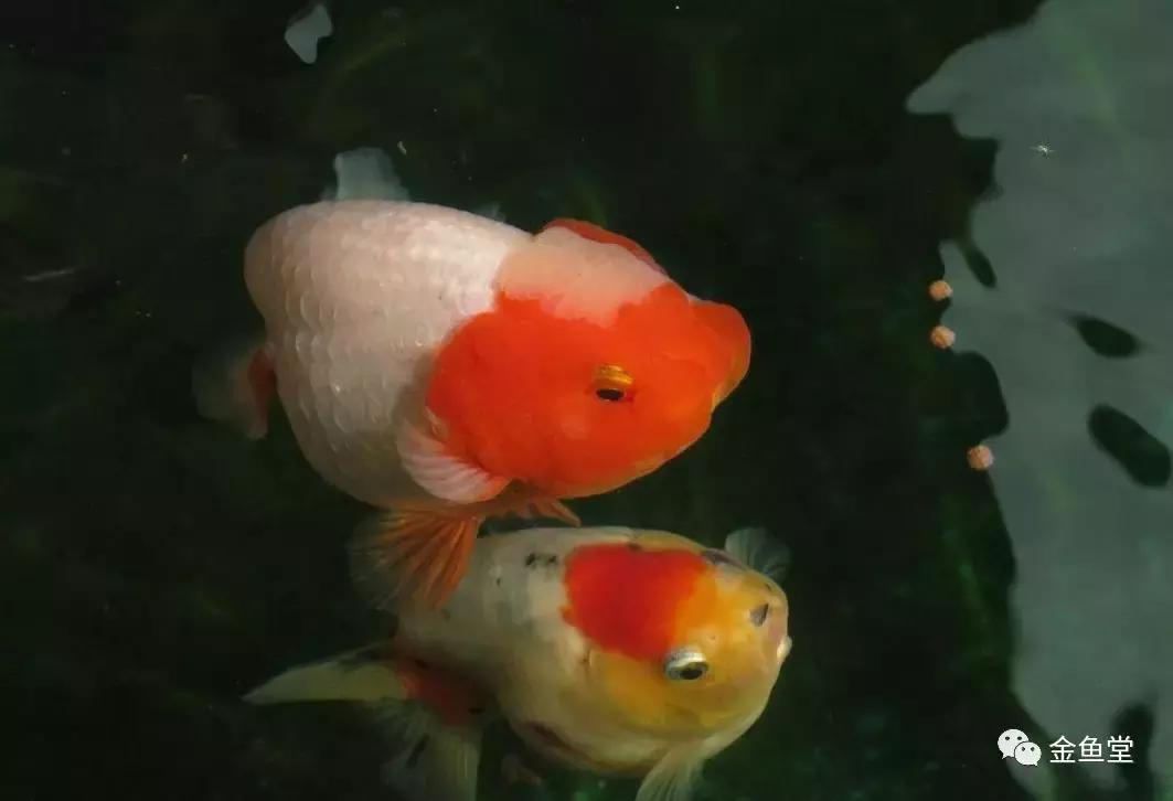 新手水草缸开缸及养水步骤,开缸养水静置还是开过滤泵