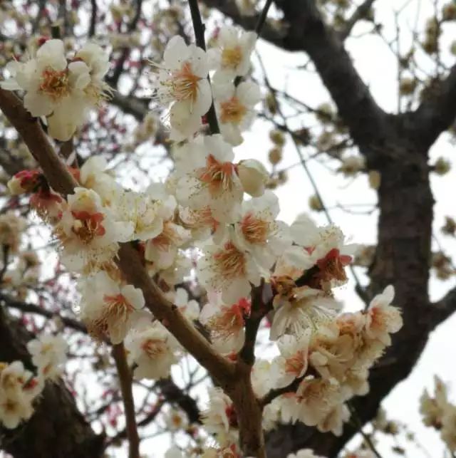 鏃ユ湰浜兘椋庢櫙宸濈搴锋垚,鏃ユ湰宸濈搴锋垚鍒濈鍥涙櫙