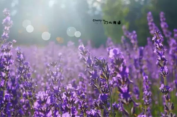旅游签证被拒护照怎么刷白,旅游签证被拒签怎么办理护照