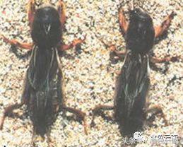 云南三只蚂蚁一道菜,云南三个蚊子一盘菜