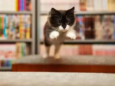 猫咪的肉垫可以萌到什么程度,猫咪的小肉垫起什么作用